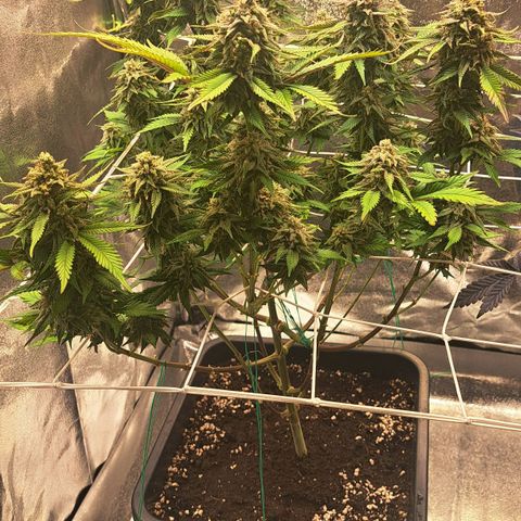 Bruce Banner growlog timeline photo