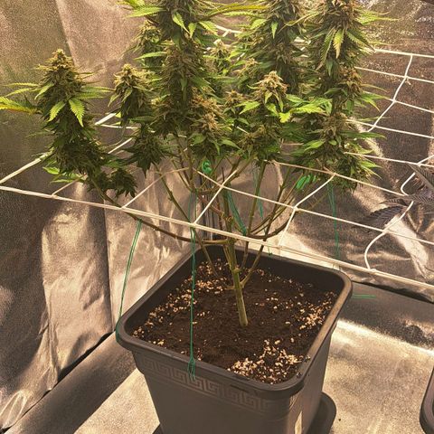 Bruce Banner growlog timeline photo