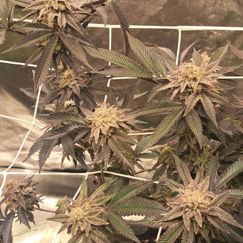Gelato Kush growlog timeline photo
