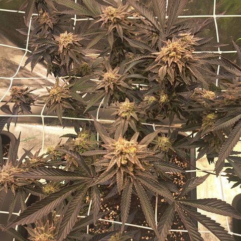 Gelato Kush growlog timeline photo