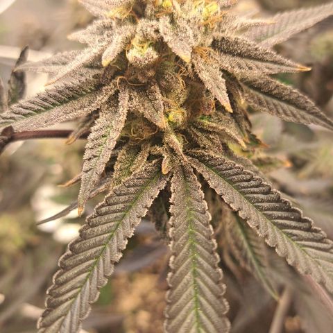 Gelato Kush growlog timeline photo