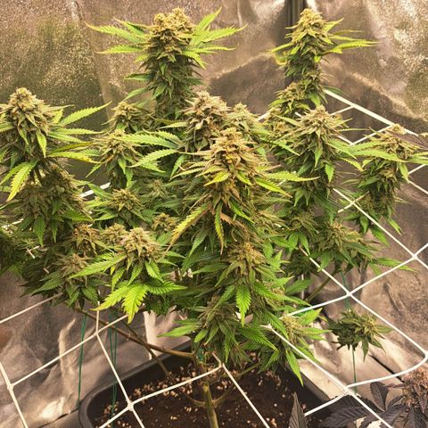 Bruce Banner growlog timeline photo