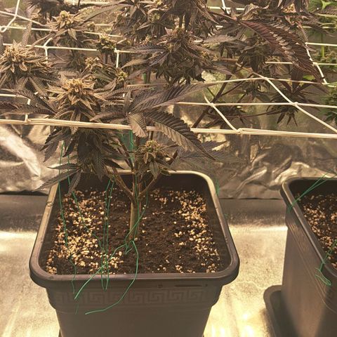 Gelato Kush growlog timeline photo