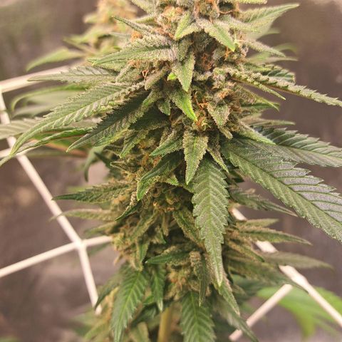 Jack Herer growlog timeline photo
