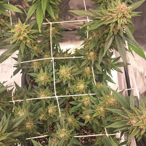 Jack Herer growlog timeline photo