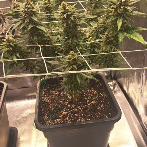 Jack Herer growlog timeline photo
