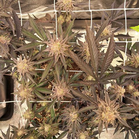 Gelato Kush growlog timeline photo