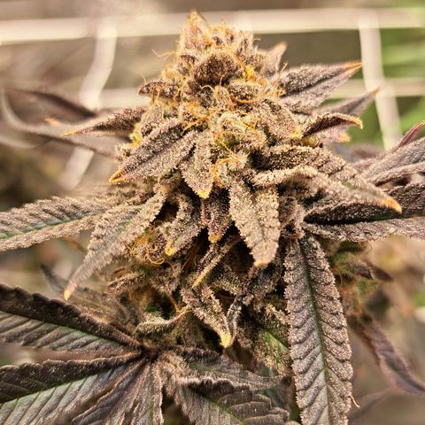 Gelato Kush growlog timeline photo