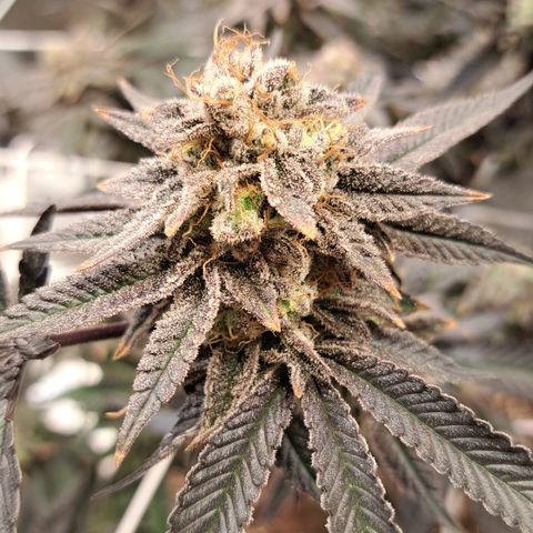 Gelato Kush growlog timeline photo