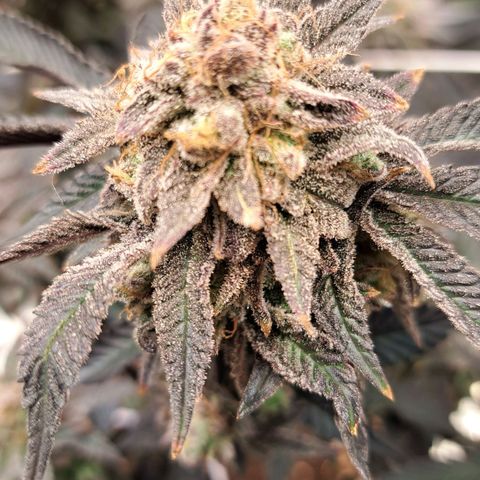 Gelato Kush growlog timeline photo