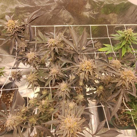 Gelato Kush growlog timeline photo