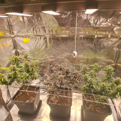 Gelato Kush growlog timeline photo