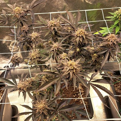 Gelato Kush growlog timeline photo