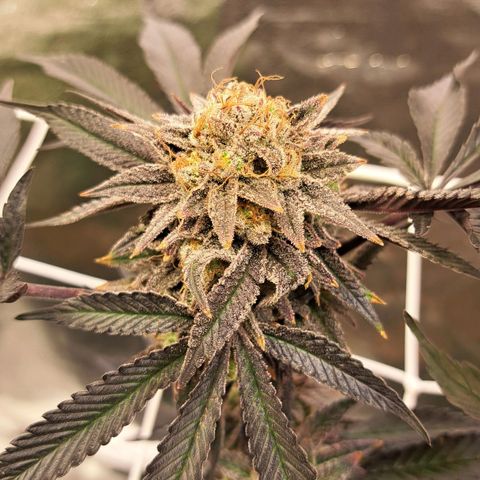 Gelato Kush growlog timeline photo