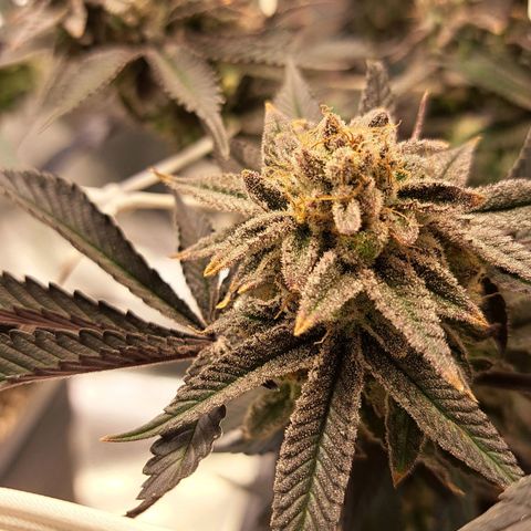 Gelato Kush growlog timeline photo