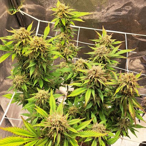 Bruce Banner growlog timeline photo