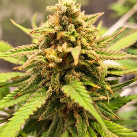 Bruce Banner growlog timeline photo