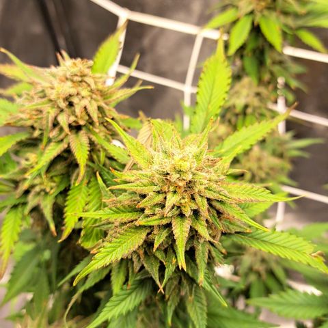 Bruce Banner growlog timeline photo