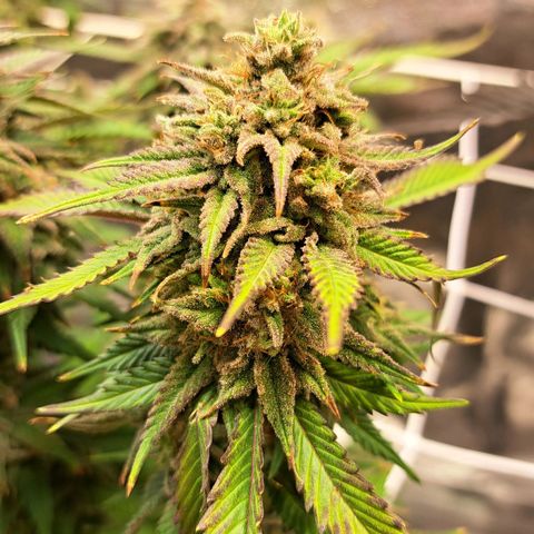 Bruce Banner growlog timeline photo
