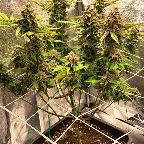 Bruce Banner growlog timeline photo