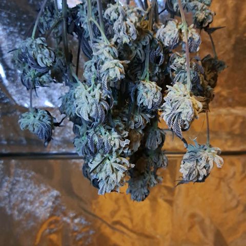 Gelato Kush growlog timeline photo