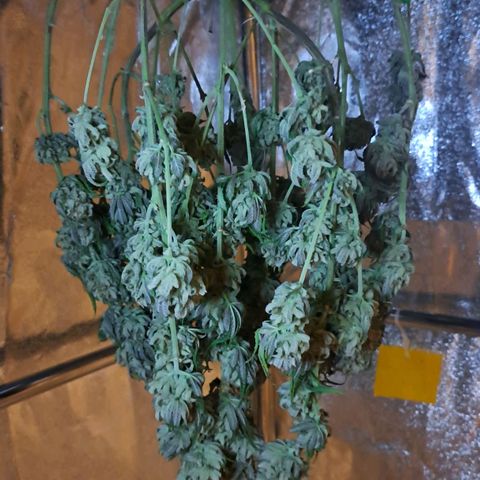 Bruce Banner growlog timeline photo
