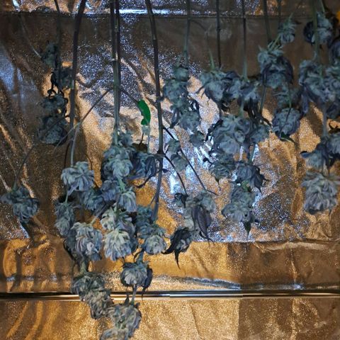 Gelato Kush growlog timeline photo