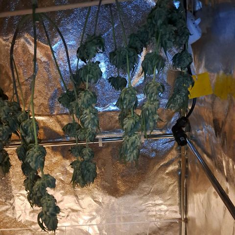 Jack Herer growlog timeline photo