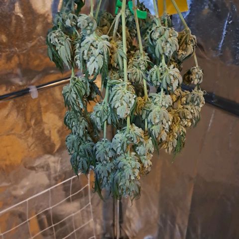 Jack Herer growlog timeline photo