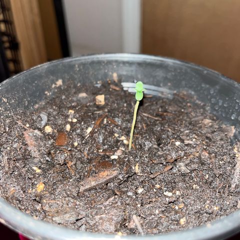 GSC growlog photo: 3/5 sproutlings popped 