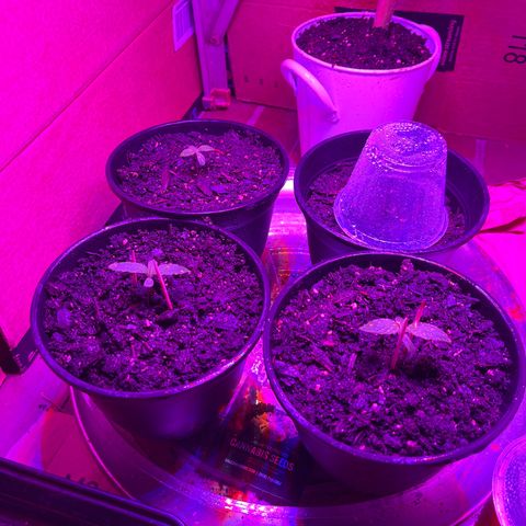 GSC growlog photo: Took domes off 3/4 that sprouted. One didn’t sprout. Healthy to have atleast 3 healthy autos! 