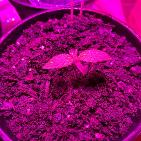 GSC growlog photo: Took domes off 3/4 that sprouted. One didn’t sprout. Healthy to have atleast 3 healthy autos! 