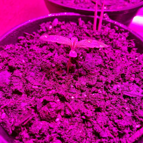GSC growlog photo: Took domes off 3/4 that sprouted. One didn’t sprout. Healthy to have atleast 3 healthy autos! 