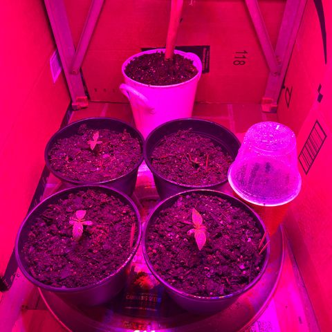 GSC growlog photo: All cups uncovered except the one that didn’t sprout. Back right Is still re-establishing it’s root system after growing backwards. 