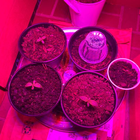 GSC growlog photo: All cups uncovered except the one that didn’t sprout. Back right Is still re-establishing it’s root system after growing backwards. 
