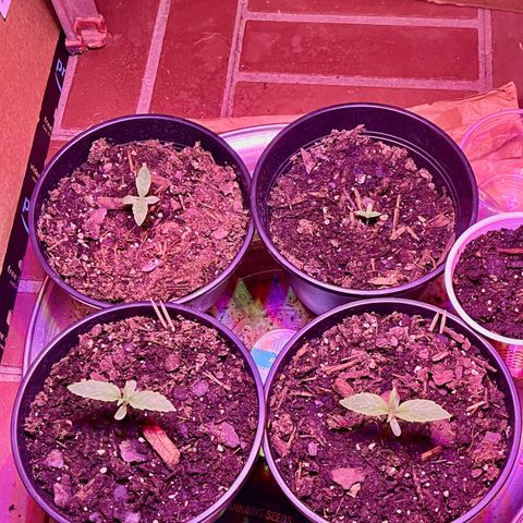 GSC growlog timeline photo