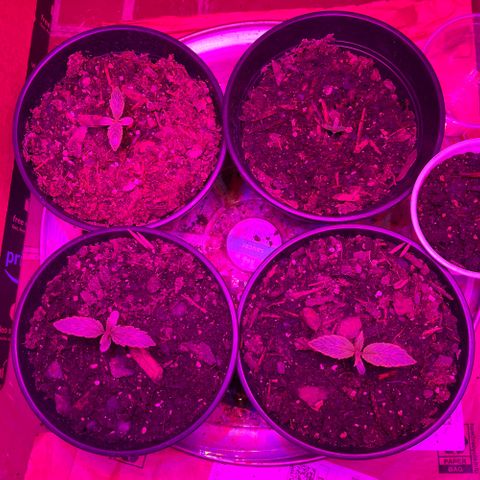 GSC growlog timeline photo