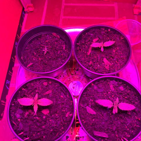 GSC growlog photo: New set of leaves appearing. Runt is slowly getting growth. 