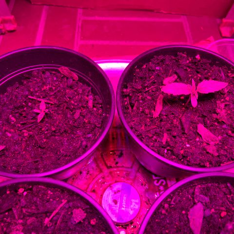 GSC growlog timeline photo