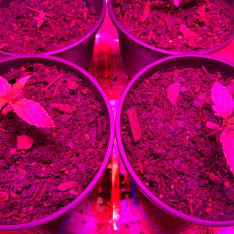 GSC growlog timeline photo