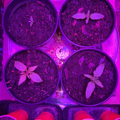 GSC growlog timeline photo
