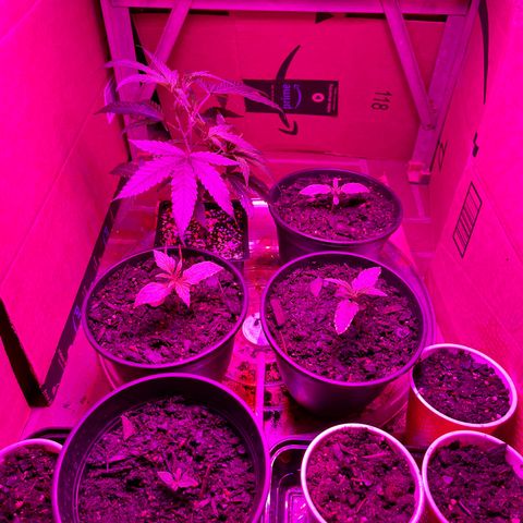 GSC growlog timeline photo