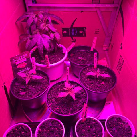 GSC growlog timeline photo