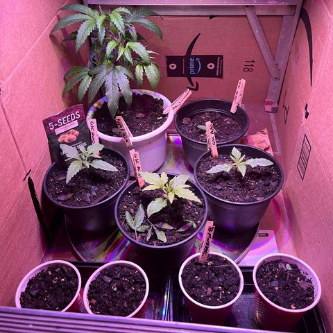 GSC growlog timeline photo