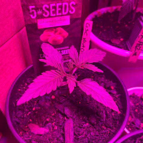 GSC growlog photo: Introduced nutrients today. 