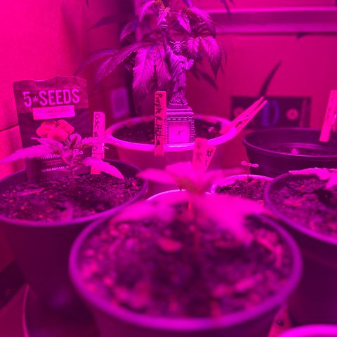 GSC growlog photo: Introduced nutrients today. 