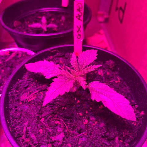 GSC growlog photo: Introduced nutrients today. 