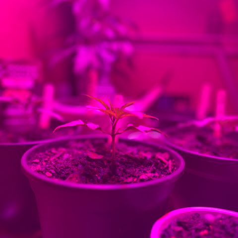 GSC growlog photo: Introduced nutrients today. 