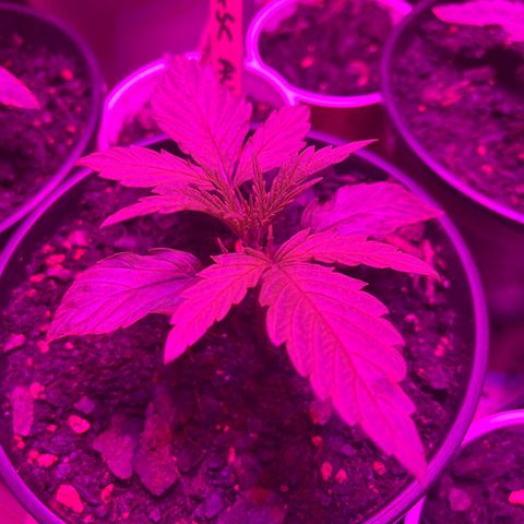 GSC growlog photo: Introduced nutrients today. 