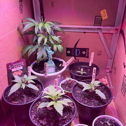 GSC growlog timeline photo